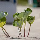 R E S I L I E N Z -  die erfolgreiche Strategie der "Stehauf - Menschen" 