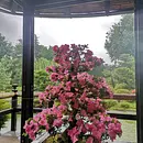 So ticken also die Japaner:innen! Ein Seminar zur japanischen Mentalität, Kultur und Sprache So ticken also die Japaner:innen! Ein Seminar zur japanischen Mentalität, Kultur und Sprache