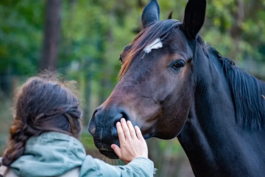 Bildungsurlaub mit Pferd! Stressprävention und mehr Stärke für Körper und Psyche im herausfordernden (Berufs-)Alltag durch Achtsamkeit in der Natur und Tiergestützte Intervention