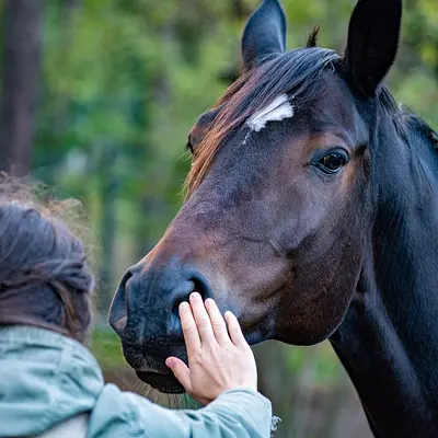 Bildungsurlaub mit Pferd! Stressprävention und mehr Stärke für Körper und Psyche im herausfordernden (Berufs-)Alltag durch Achtsamkeit in der Natur und Tiergestützte Intervention