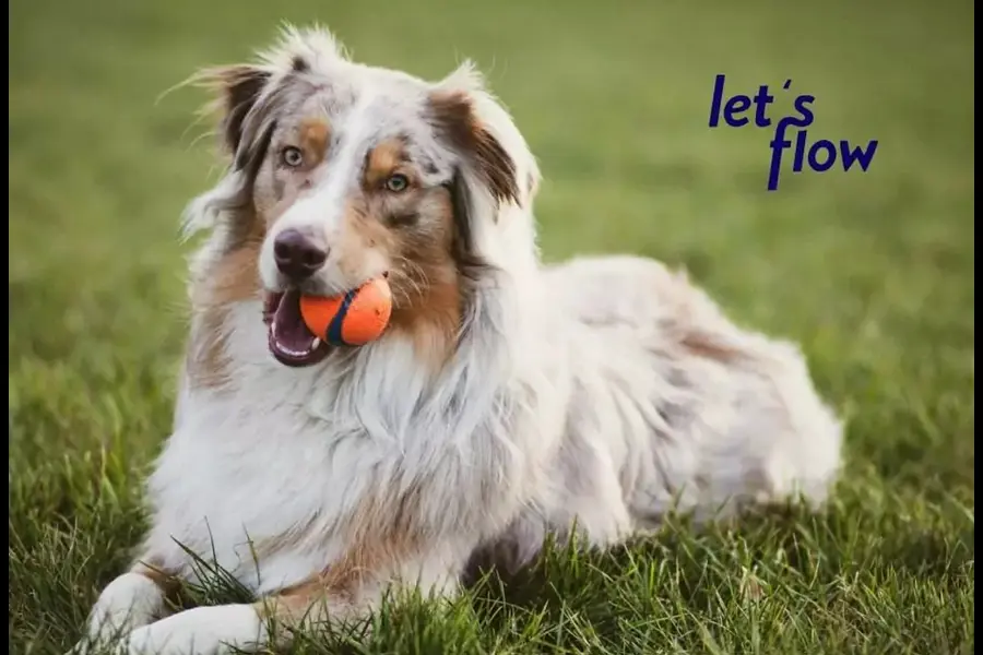 Ausbildung zum/ zur Hundetrainer*in Ausbildung zum/ zur Hundetrainer*in