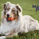Ausbildung zum/ zur Hundetrainer*in Ausbildung zum/ zur Hundetrainer*in