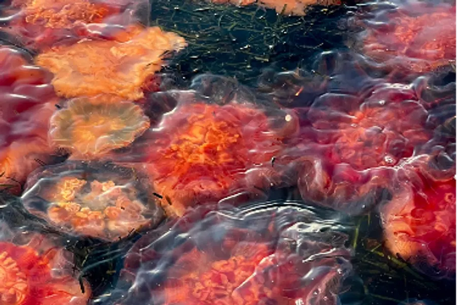 Fotografieren mit dem Smartphone – Basic 